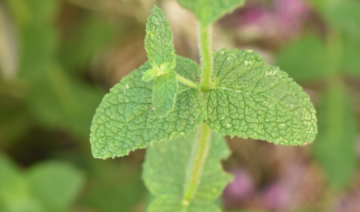 Mentha suavolens