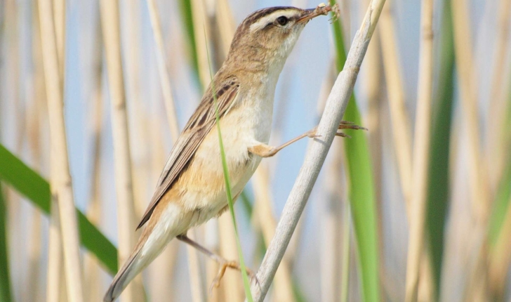 Acrocephalus schoenobaenus (Linnaeus, 1758)