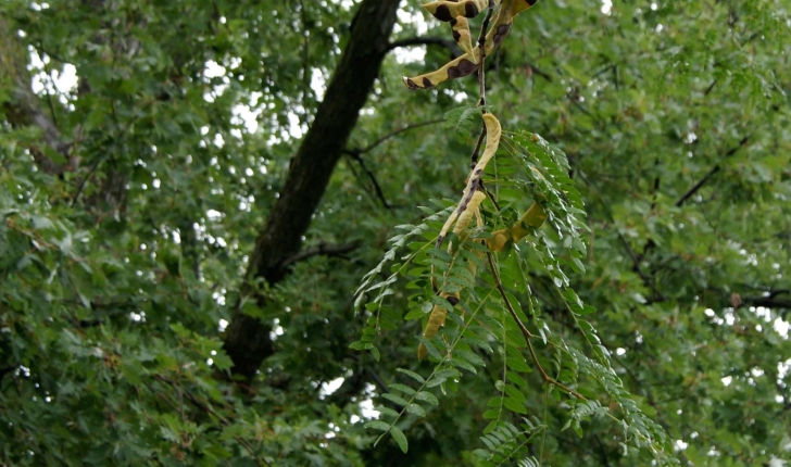 Gleditsia triacanthos L., 1753
