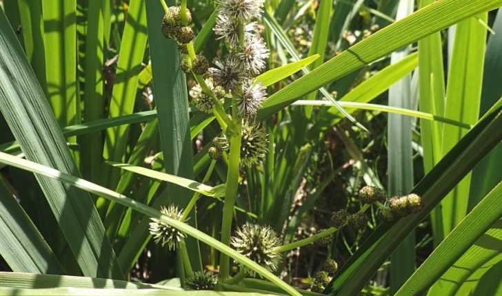 Sparganium erectum