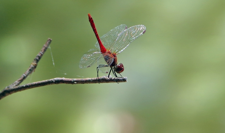 Sympetrum sanguineum 