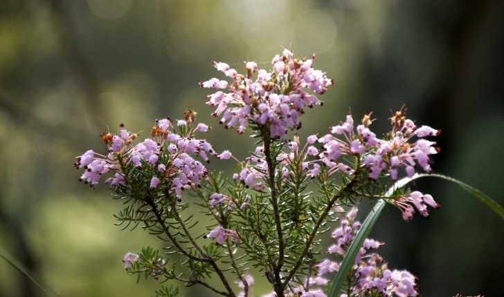 Erica multiflora