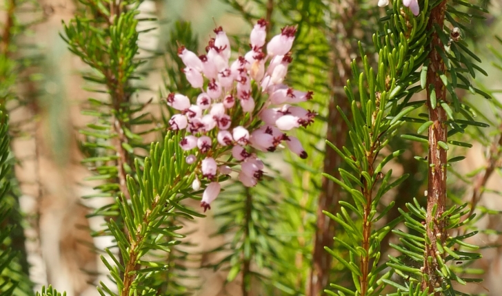 Erica multiflora