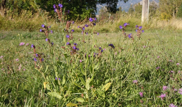 Anchusa officinalis (L., 1753)
