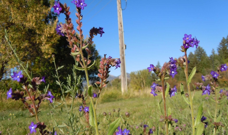 Anchusa officinalis (L., 1753)