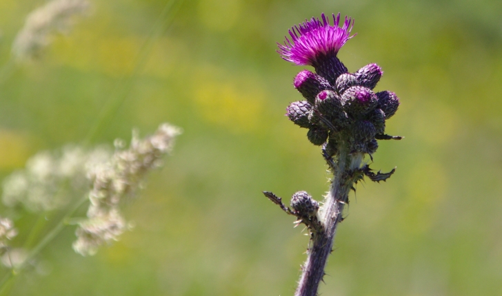 Cirsium palustre 