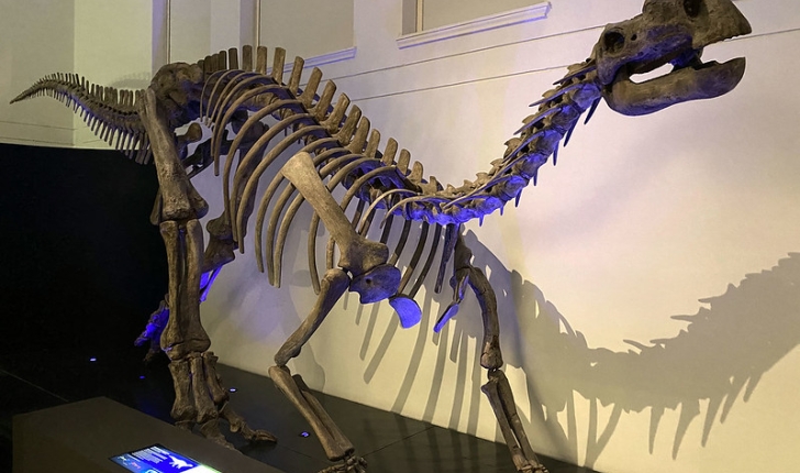 Muttaburrasaurus