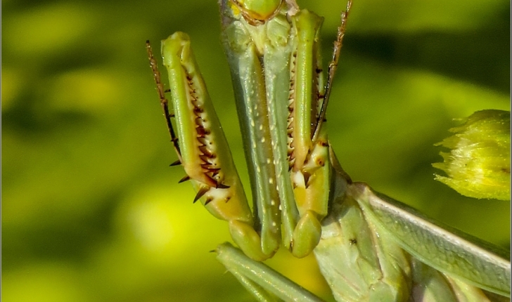 Iris oratoria 