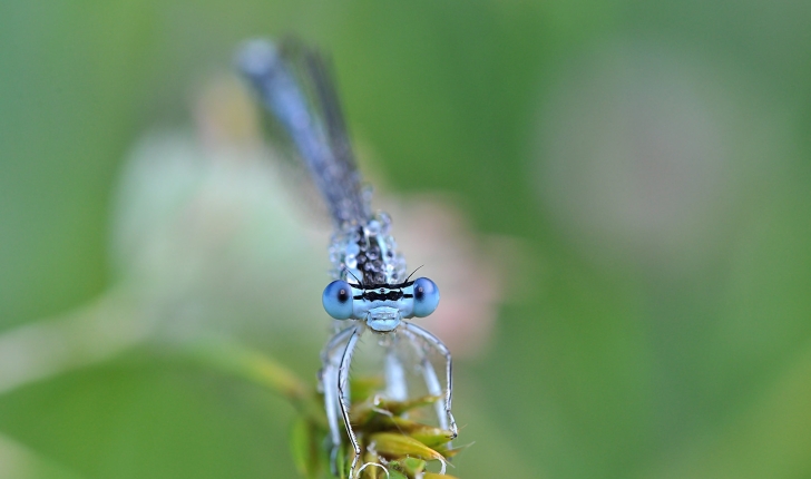 Coenagrion puella