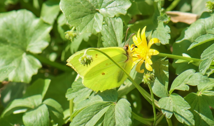 Gonepteryx rhamni