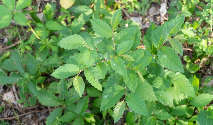 Ulmus pumila