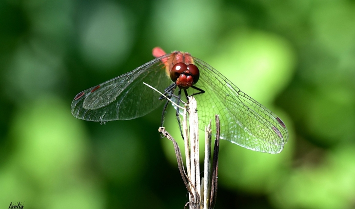 Sympetrum sanguineum 