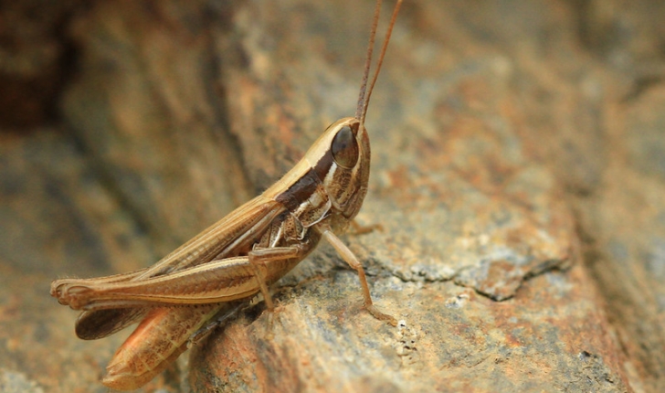 Criquet du Bragalou - Euchorthippus chopardi Descamps