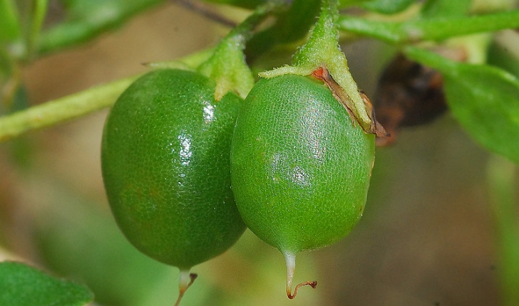 Salpichroa origanifolia 