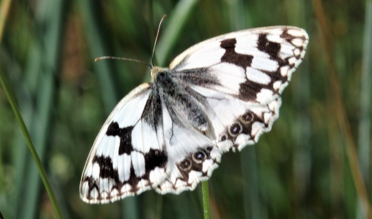 Echiquier ibérique - Melanargia lachesisac