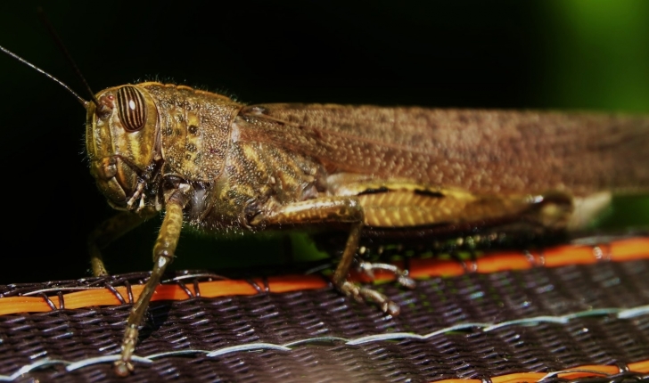 Anacridium aegyptium
