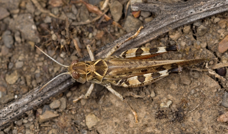 Dociostaurus maroccanus 