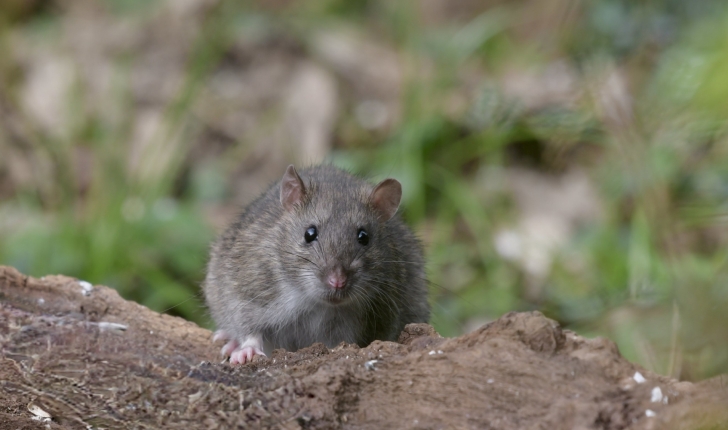 Rattus norvegicus