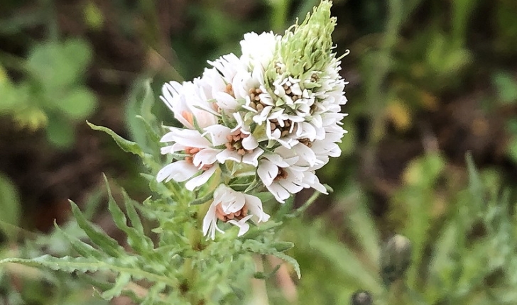 Reseda alba