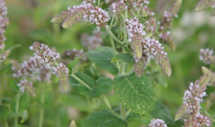 Mentha suavolens