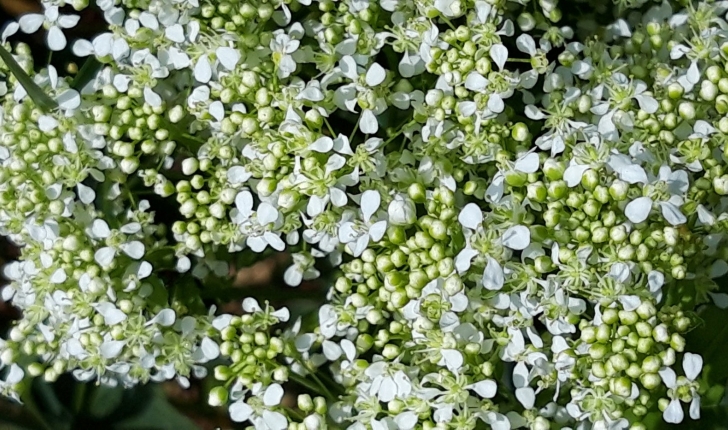 Lepidium draba