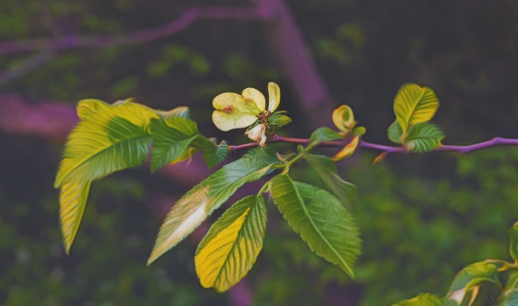 Ulmus pumila