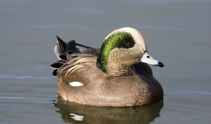Mareca americana, Gmelin 1789