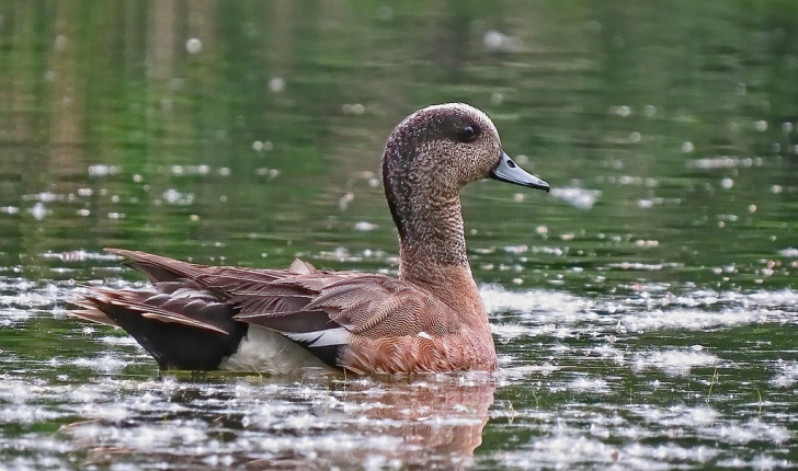 Mareca americana, Gmelin 1789