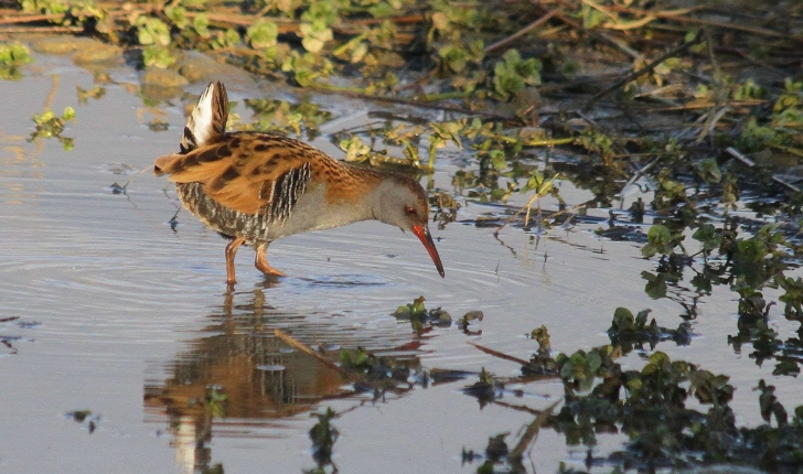 Rallus aquaticus (Linnaeus, 1758)