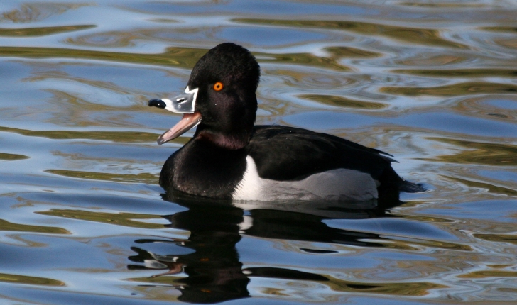 Aythya collaris, Donovan 1809
