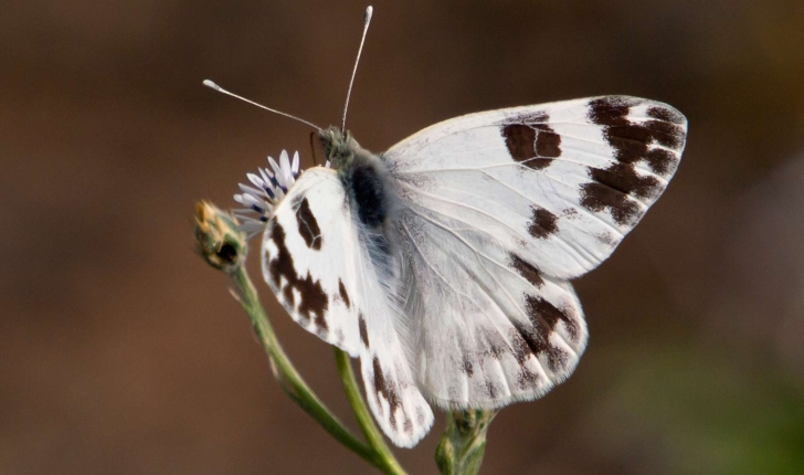 Pontia daplidice (Linnaeus, 1758)