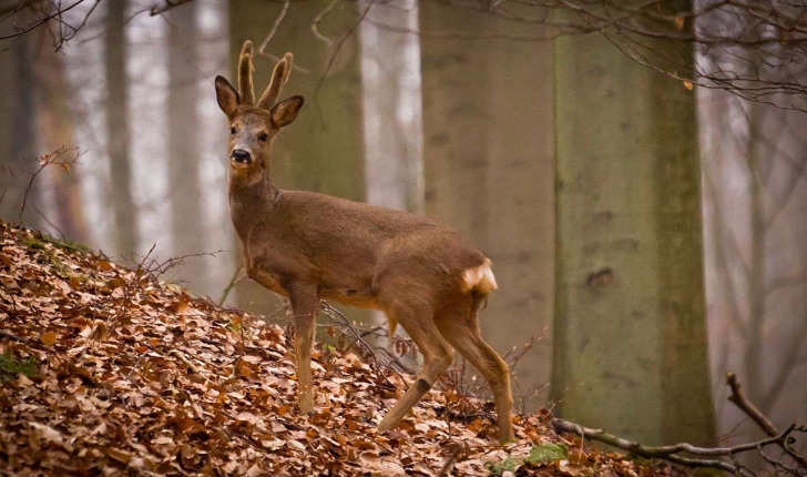 Capreolus capreolus  (L., 1758)