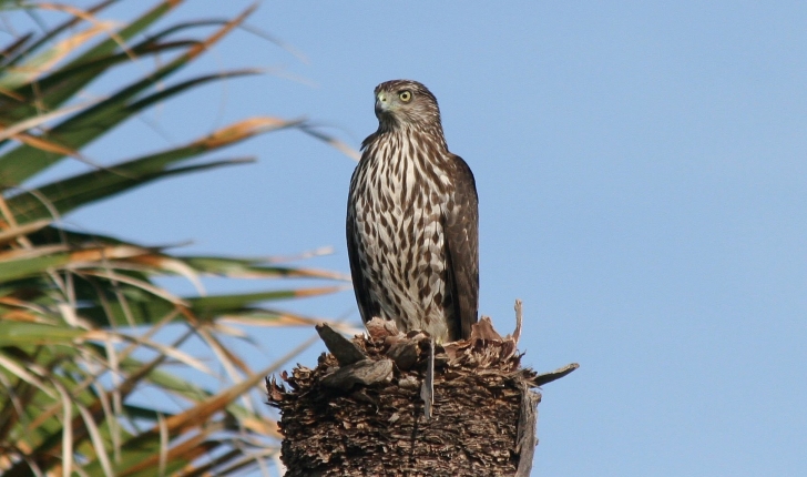 Accipiter striatus, Vieillot 1807