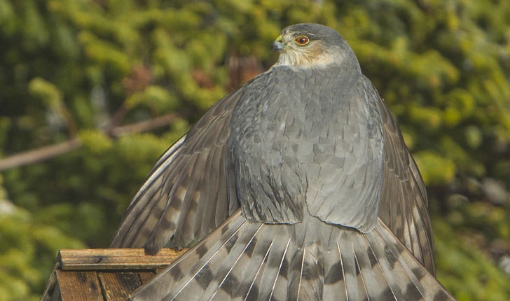 Accipiter striatus, Vieillot 1807