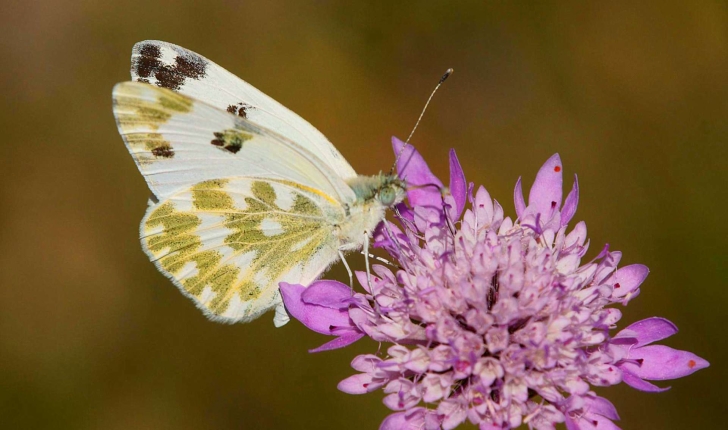 Pontia daplidice (Linnaeus, 1758)