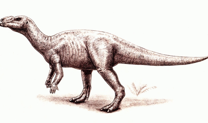 Muttaburrasaurus