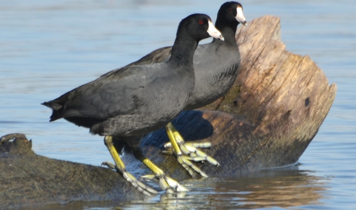 Fulica americana, Gmelin 1789