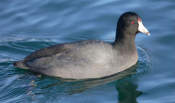 Fulica americana, Gmelin 1789