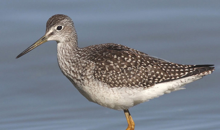 Tringa melanoleuca, Gmelin 1789