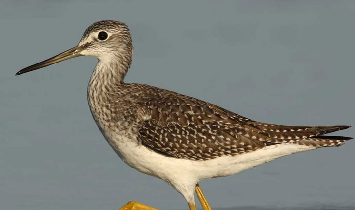 Tringa melanoleuca, Gmelin 1789