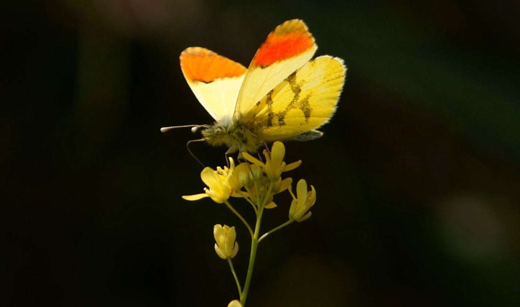 Anthocharis euphenoides (Staudinger, 1869)
