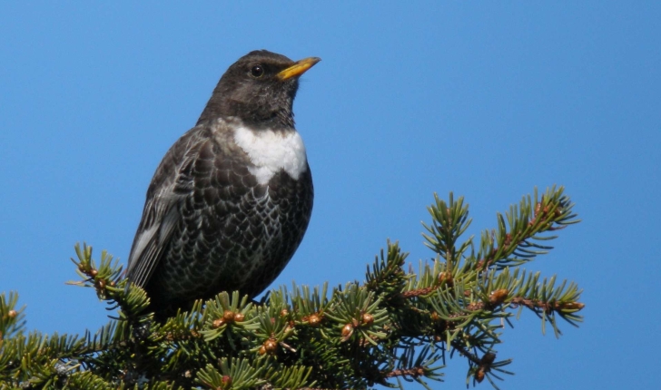 Turdus torquatus (Linnaeus, 1758)