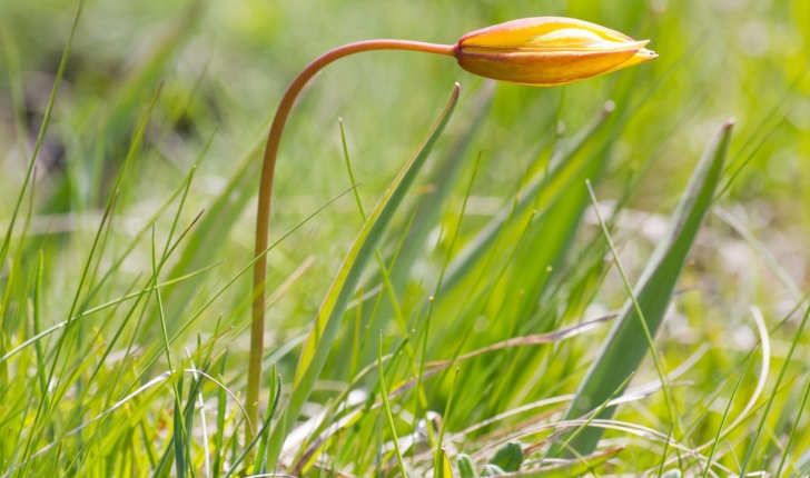 Tulipa sylvestris subsp. australis (Link) Pamp., 1914