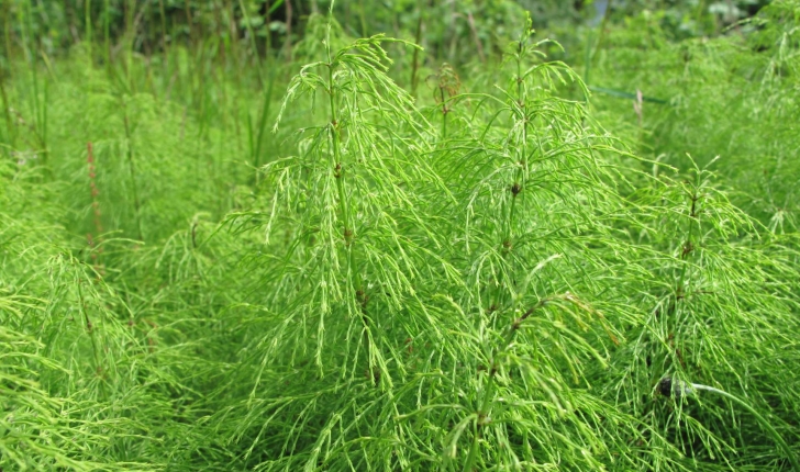 Equisetum arvense L., 1753