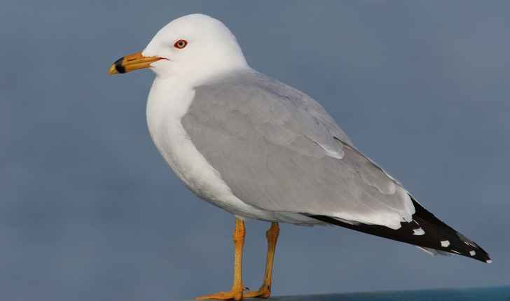 Larus delawarensis