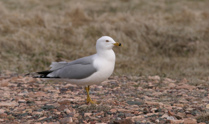 Larus delawarensis