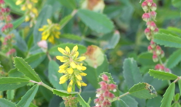 Melilotus indicus 