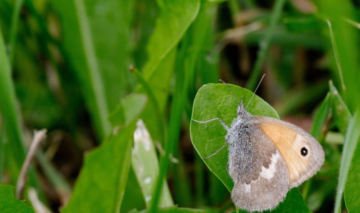 Coenonympha pamphilus (Linnaeus, 1758)