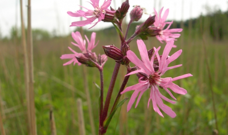 Lychnis flos-cuculi