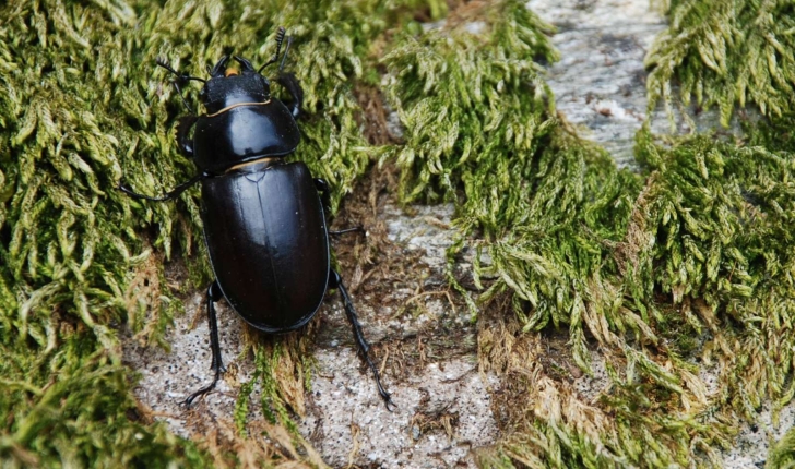 Lucanus cervus (Linné 1758)